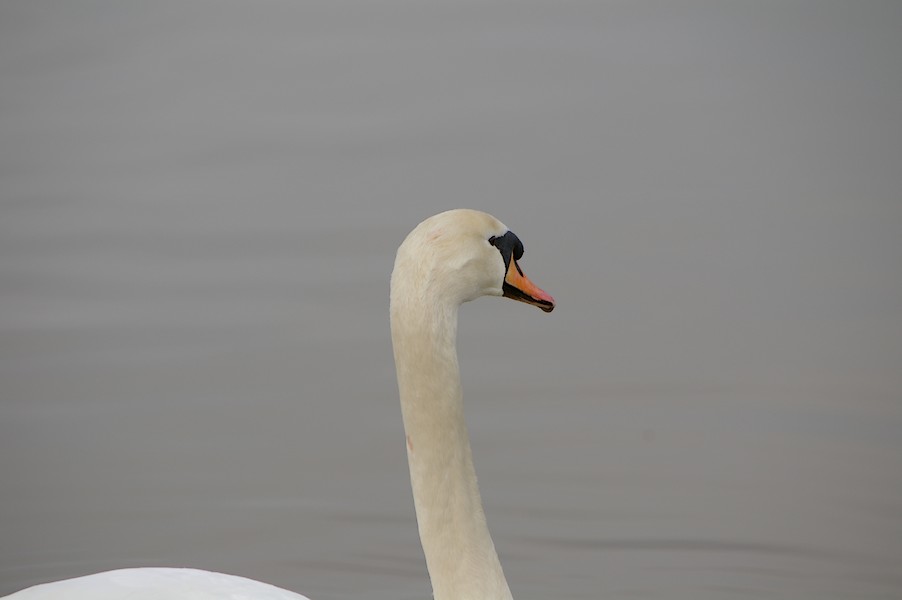 Les Oiseaux: Ecluse d evry 293